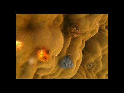 G_Tropical tube worms on coral_TiffanyM.jpg