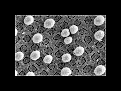 M_Diatom surface_TiffanyM.jpg