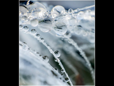 M_Droplets on White Feather_Silverstein.jpg