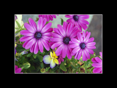 M_Purple Asters_JamesN.jpg