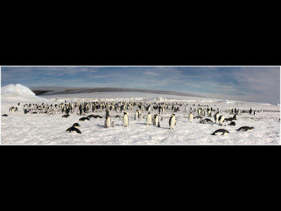 P_Emperor Penguin Colony Antarctica_TiffanyM.jpg