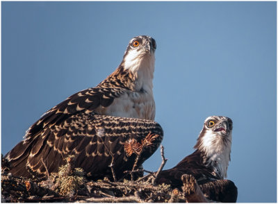G_Portrait of young osprey and mother_BockusD.print.jpg