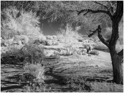 G_Desert Plants in IR_MuhrleinHA.jpg