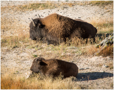 G_Mother and Calf Resting_MuhrleinHa.jpg