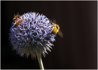 G_Thistle with Bees_FarleyC.jpg