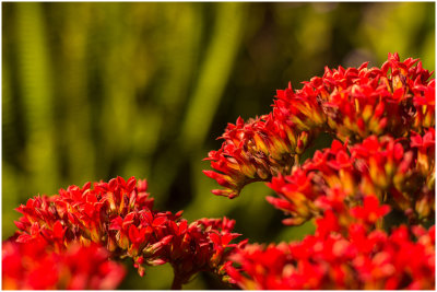 M_RedFlowers_AbelL.jpg