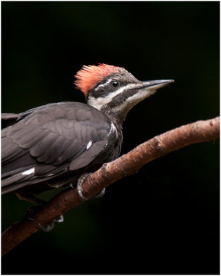 M_Young pileated woodpecker_WyattG.jpg