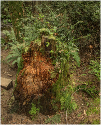 R_Brians_Cedar Stump.print.jpg