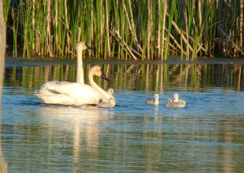 May 25, five cygnets learning how to feed themselves
