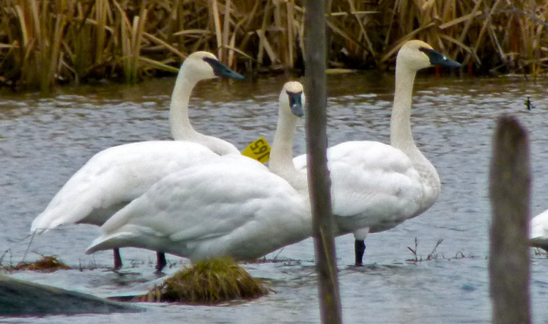 2012 : Trumpeter Swans return, hatched 5 cygnets, all were predated. Leg band confirms identity of female #933.
