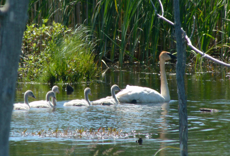 2013: Trumpeter Swans return to raise 2 cygnets - hatched 5.