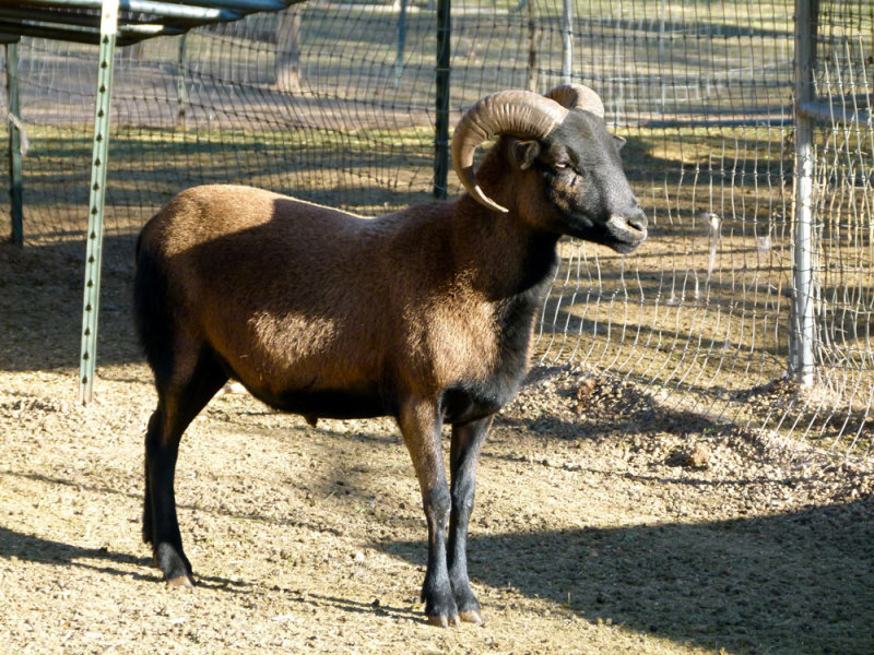 A Big Horn Sheep on the ranch