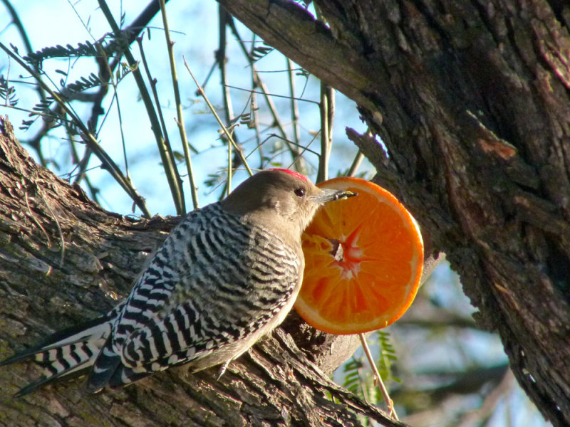 The Gila Woodpeckers love oranges