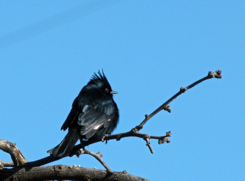 The resident Phainopepla (male)