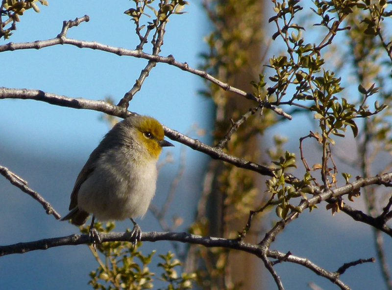 A Verdin - a lifer for us that took us a whole day to identify!
