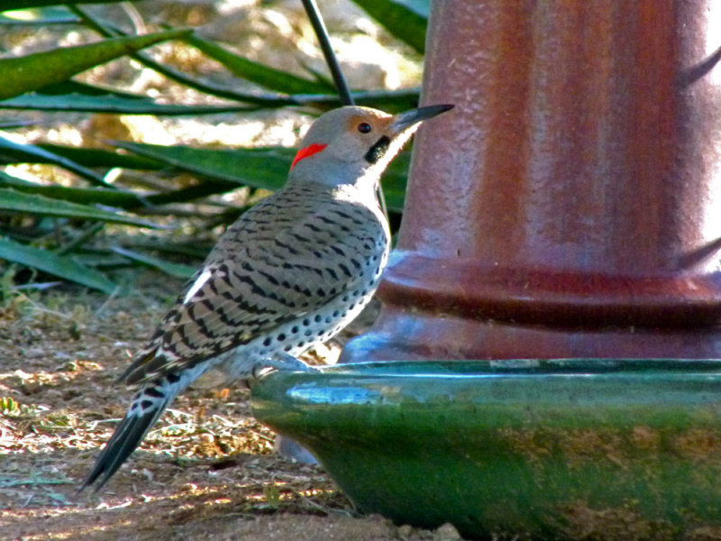Northern Flicker (Yellow Shafted)