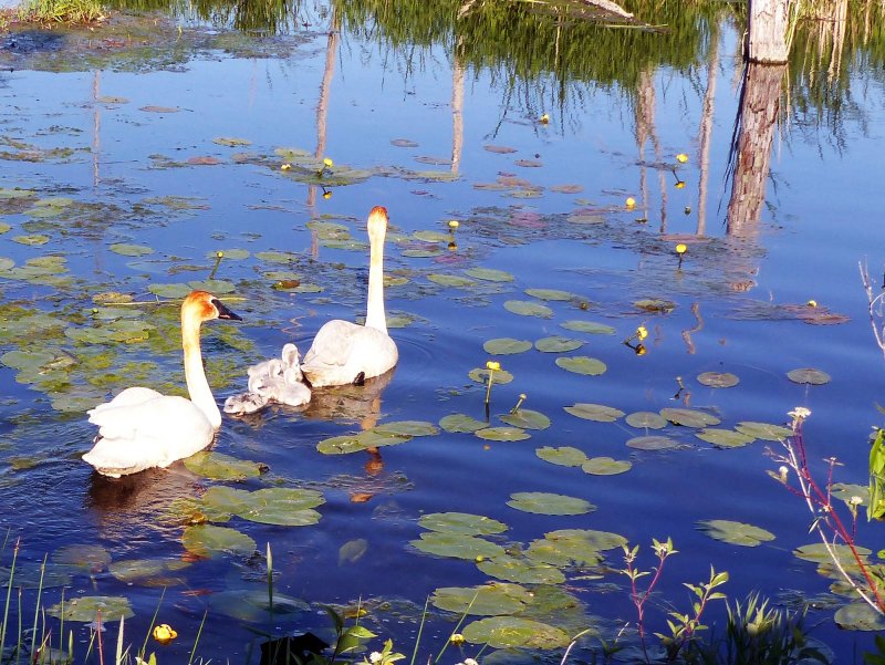 2015 Trumpeter Swans return & are 'down on their luck' even more so this year! Hatched 7 eggs, all cygnets predated
