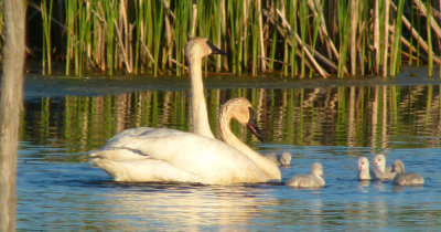 Parents shuffle through the mud to disperse food for the cygnets