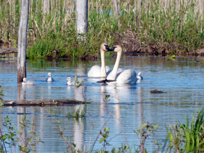 2013: Trumpeter Swans return to raise 2 cygnets - hatched 5.