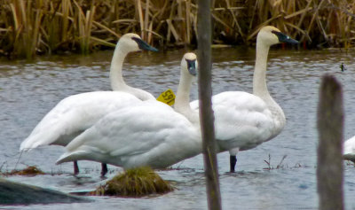 The new 'tagged' swan is back ....