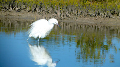 Reddish Egret - White morph