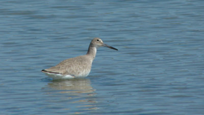 Willet in Corpus Christi bay