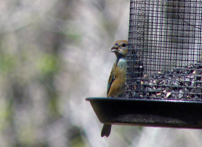 Indigo Bunting