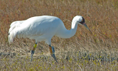 Adult Whooping Crane