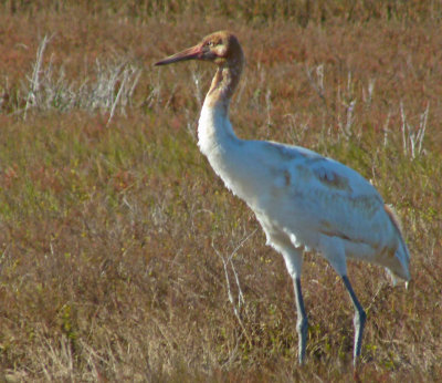 Juvenile Whooping Crane eating blue crabs which are plentiful this winter.