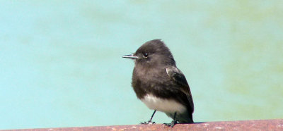 Black Phoebe