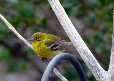 Pine Warbler that is spending his winter at Becky's