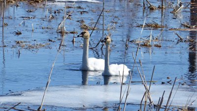 2014: Trumpeter Swans return - 5 cygnets hatched, photo of the last cygnet July 4, 2014. 