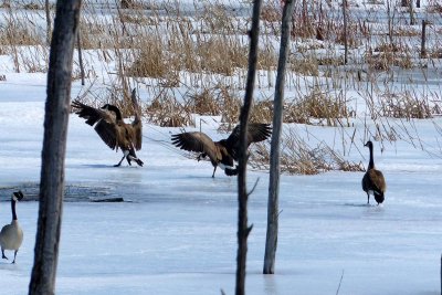The Canada Goose is fighting for territorial rights ....