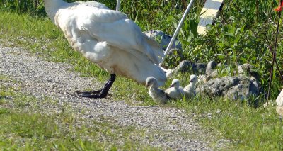 Coast is clear ... 5 cygnets joining adults on the driveway