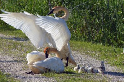 2015 Trumpeter Swans return & are 'down on their luck' even more so this year! Hatched 7 eggs, all cygnets predated