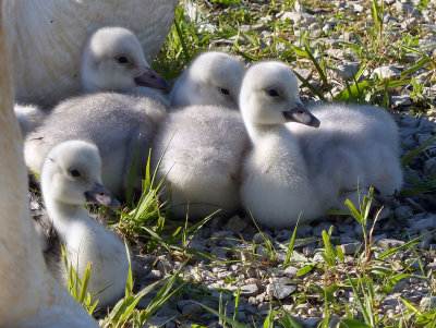 Cygnets are a week old 