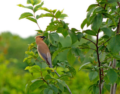 Cedar Waxwings nest in the area near the house