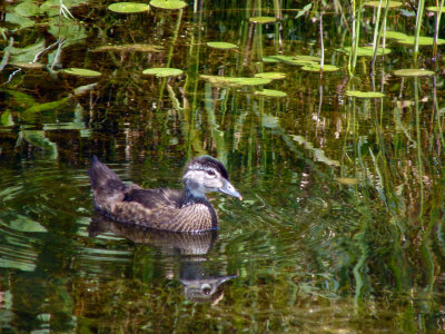 Juvenile Blue-winged Teal 