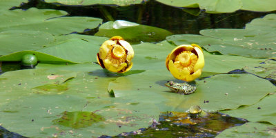 Water Lilies