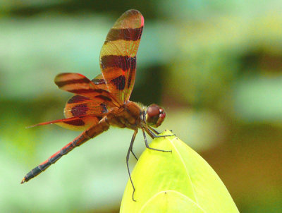Eufaula National Wildlife Refuge