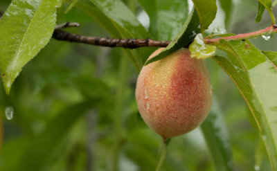 IMG_3859_Peach.jpg