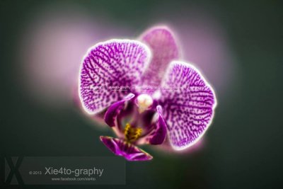 Orchid