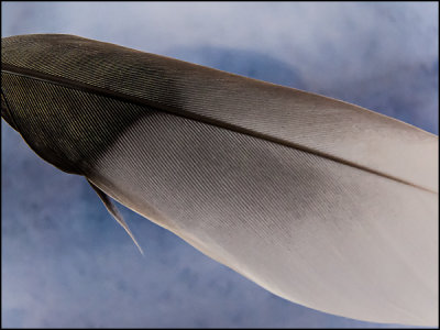 Feather On Blue