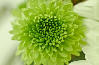 It's So Easy Being Green
