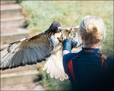 Glove Grabbing Red Tailed Hawk