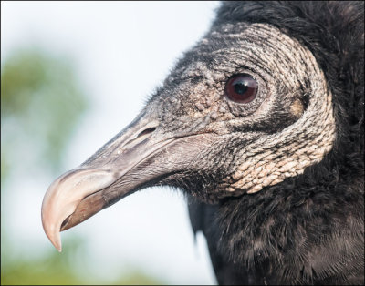 Portrait Of A Black Vulture
