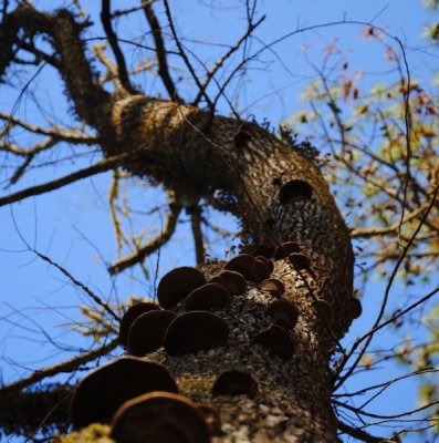 Steps to the Sky