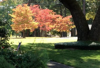 The Neighbor's Trees