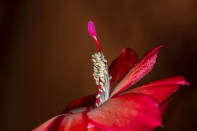 Christmas Cactus