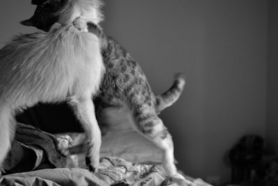 The Fight